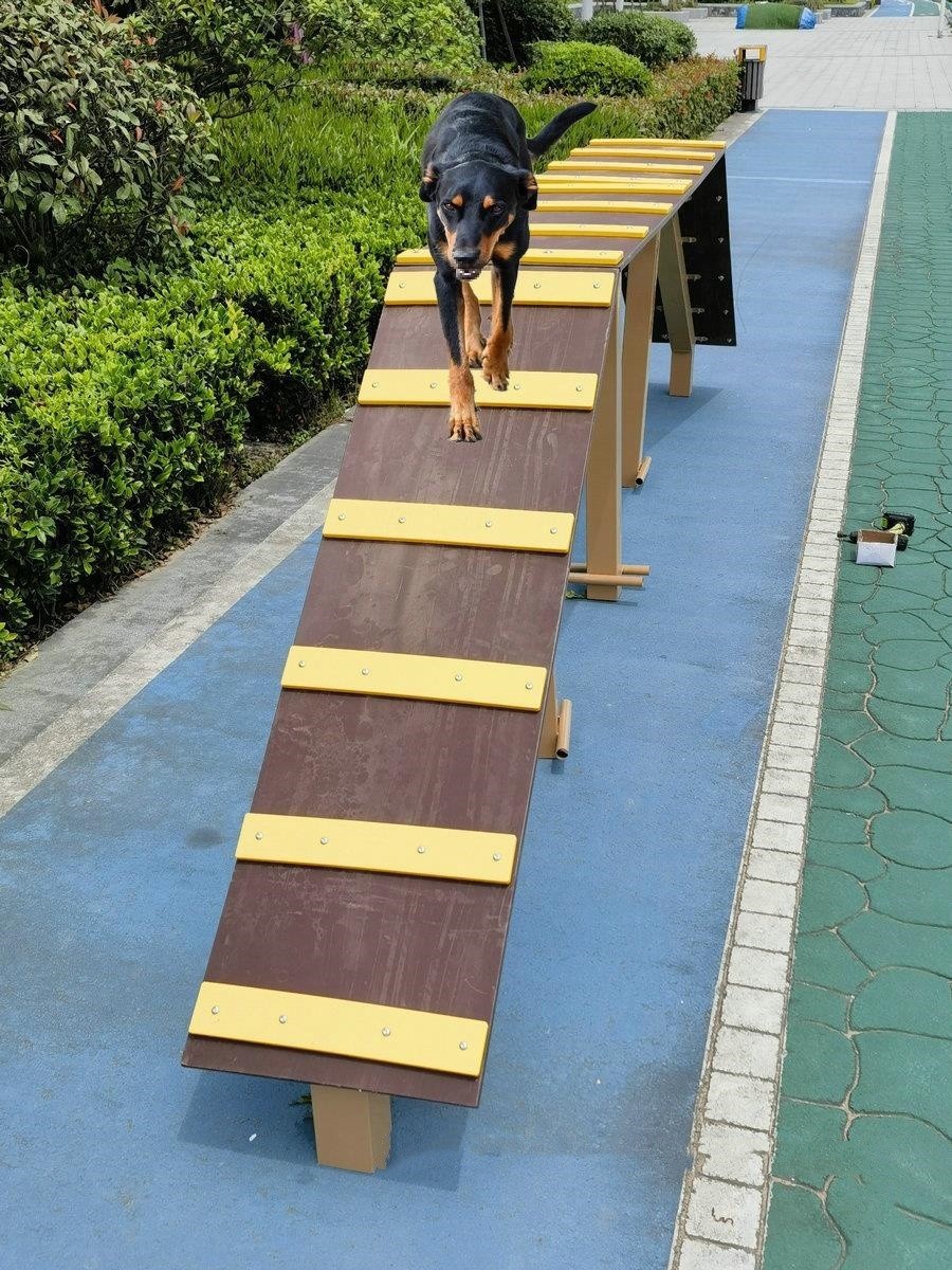 dog agility bridge