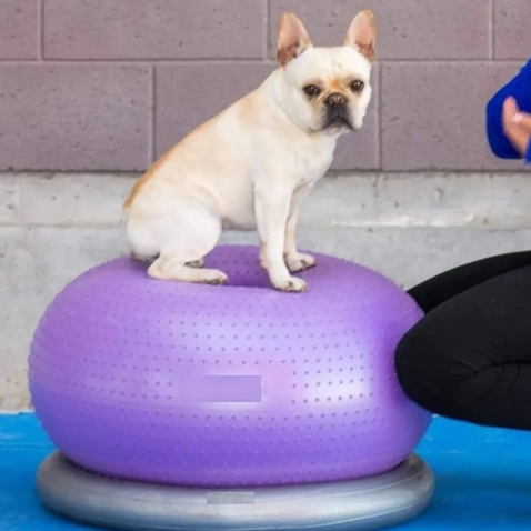 Donut Dog Balance Training Platform