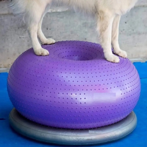 Donut Dog Balance Training Platform