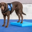 Dog Balance Pad