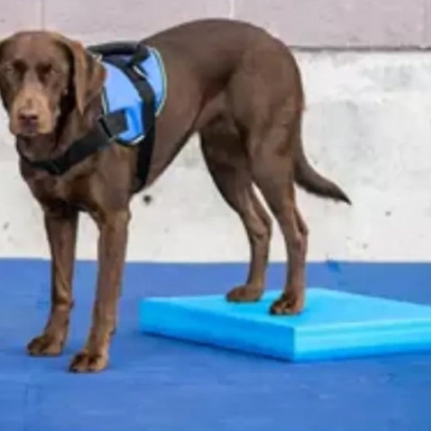 Dog Balance Pad