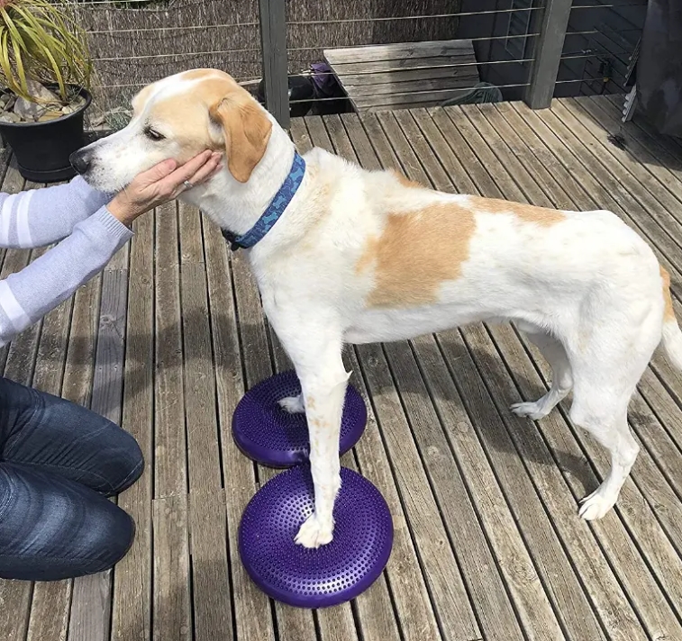 Dog Balance Disc