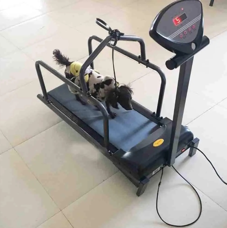 Automatic Dog Treadmill