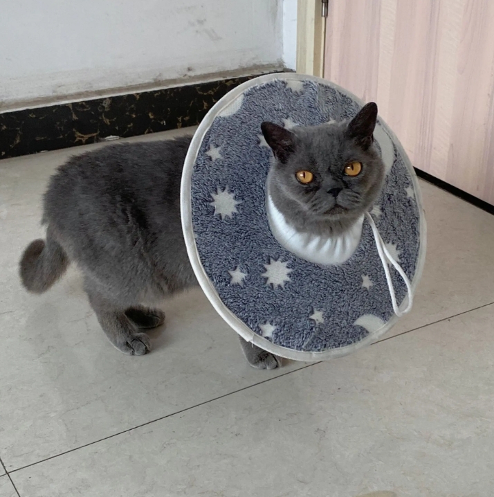 animal recovery collar
