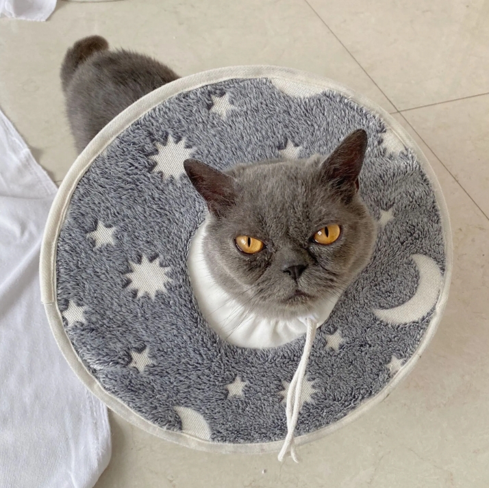 pet recovery collar