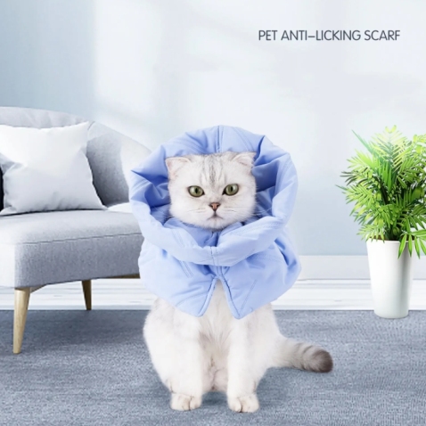 Cat Neuter Recovery Cone