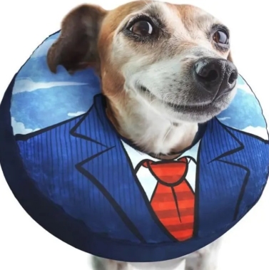 Elizabethan Cat Recovery Collar