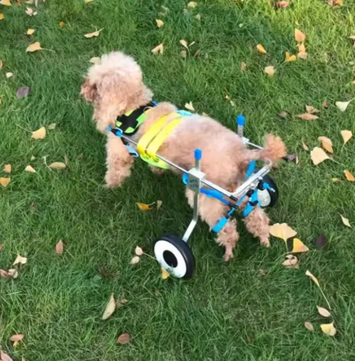 Dog Wheelchair