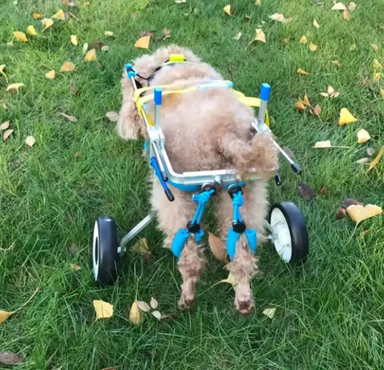 small dog wheelchair