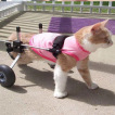 Cat Wheelchair