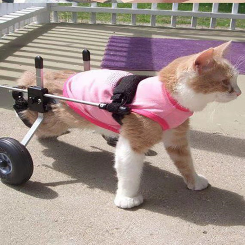 Cat Wheelchair