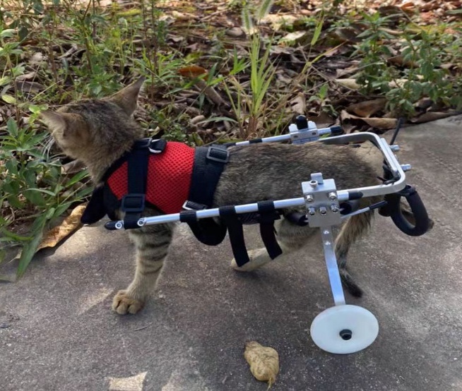 Cat Wheelchair