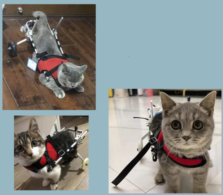 wheelchair for cat