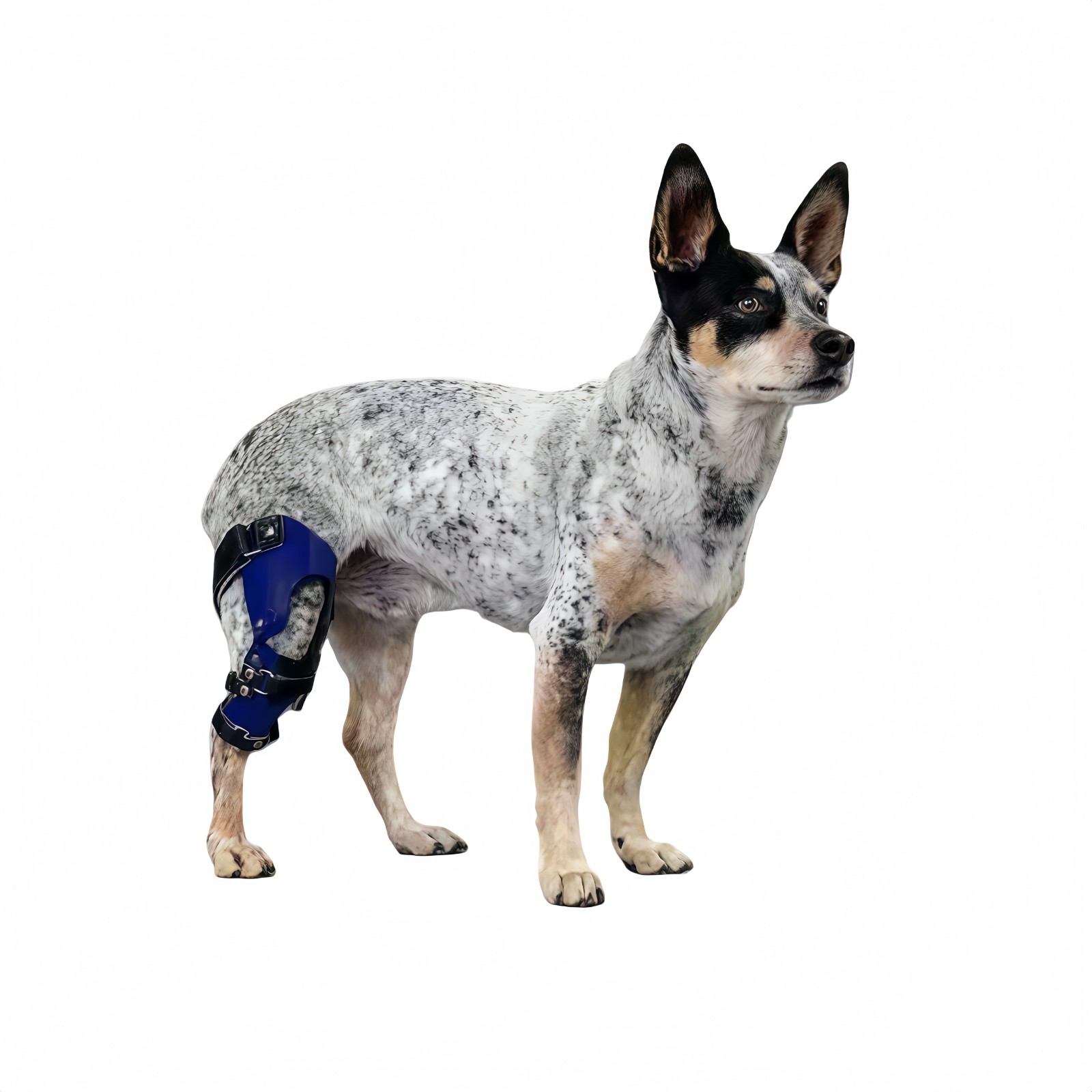 Animal Brace