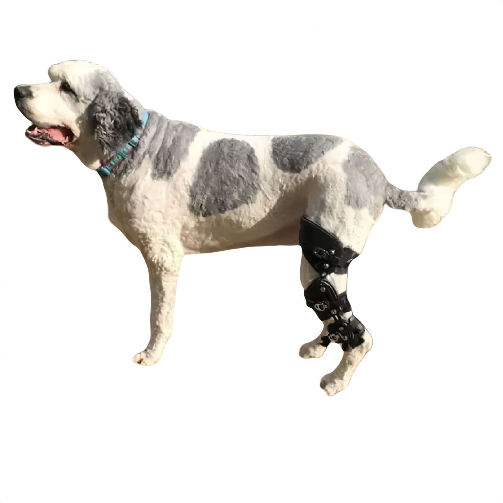Animal Brace