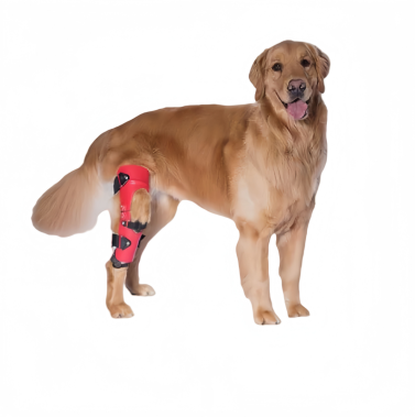 Pet Brace