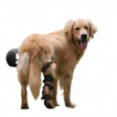 Pet Brace