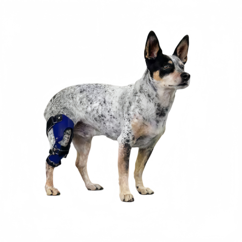 Pet Brace