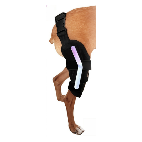 Dog Brace