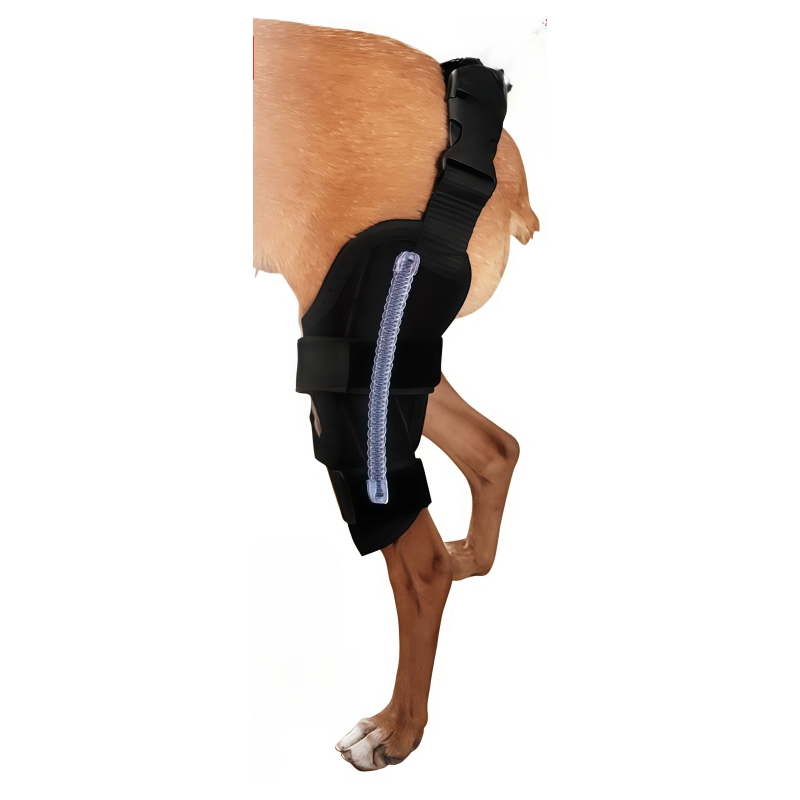 dog acl brace