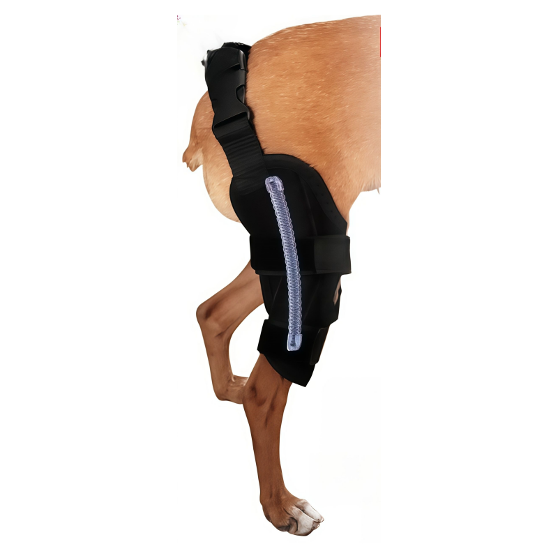 dog brace