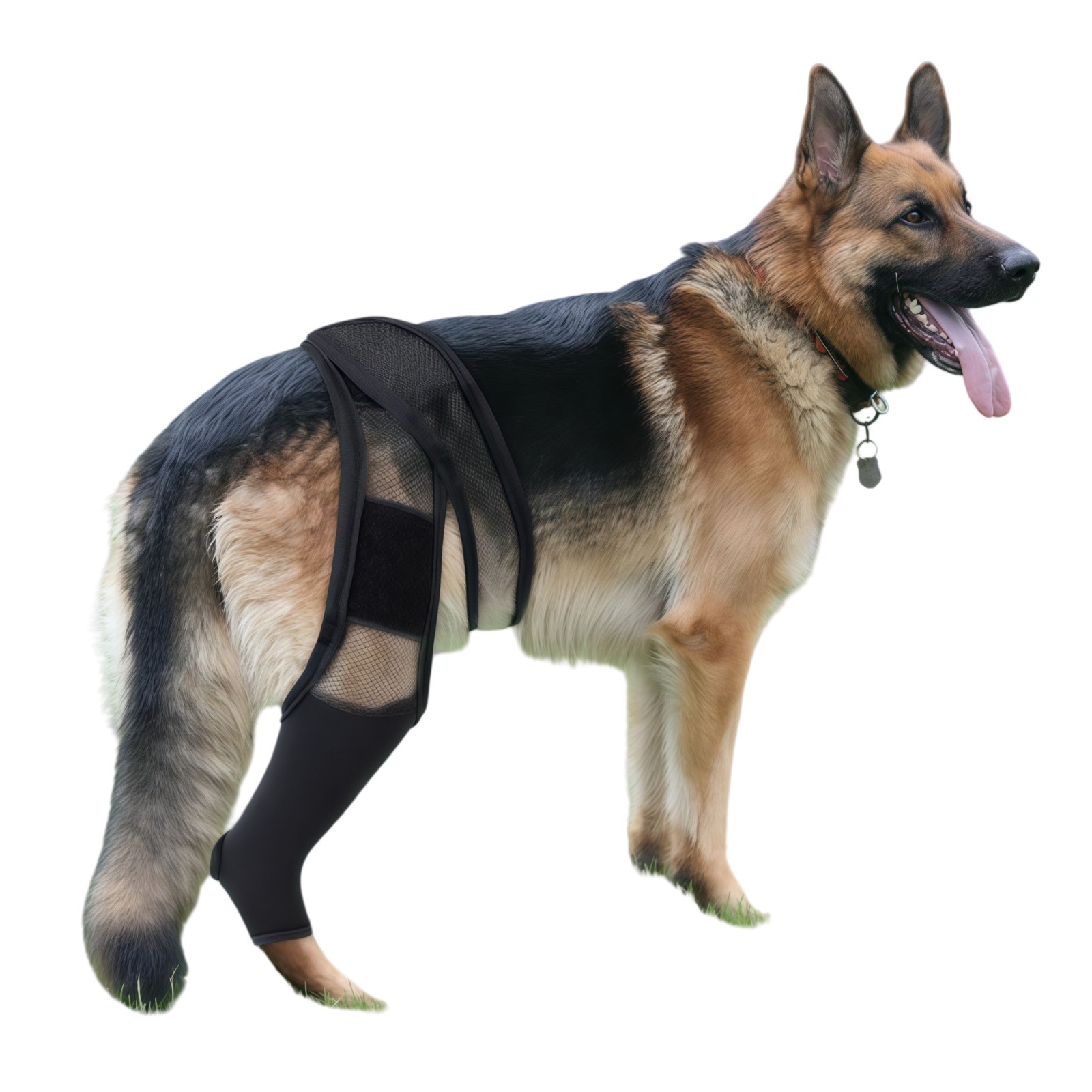 Dog Brace Back Leg