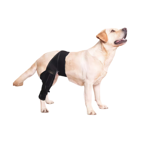 Dog Back Leg Rehabilitation Brace