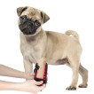 Dog Elbow Brace