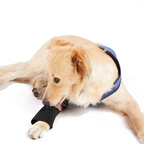 Dog Front Leg Brace