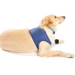 Dog Front Leg Brace