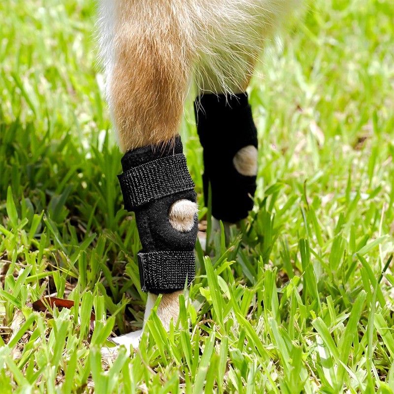 pet knee brace