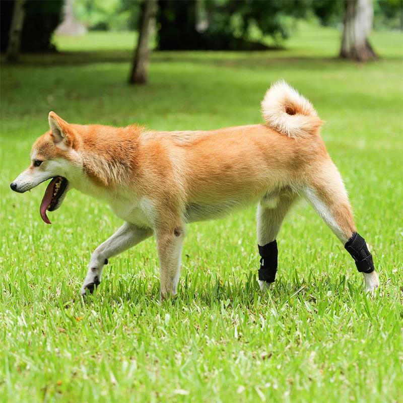 dog knee brace