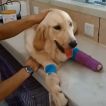 Dog Splint For Leg