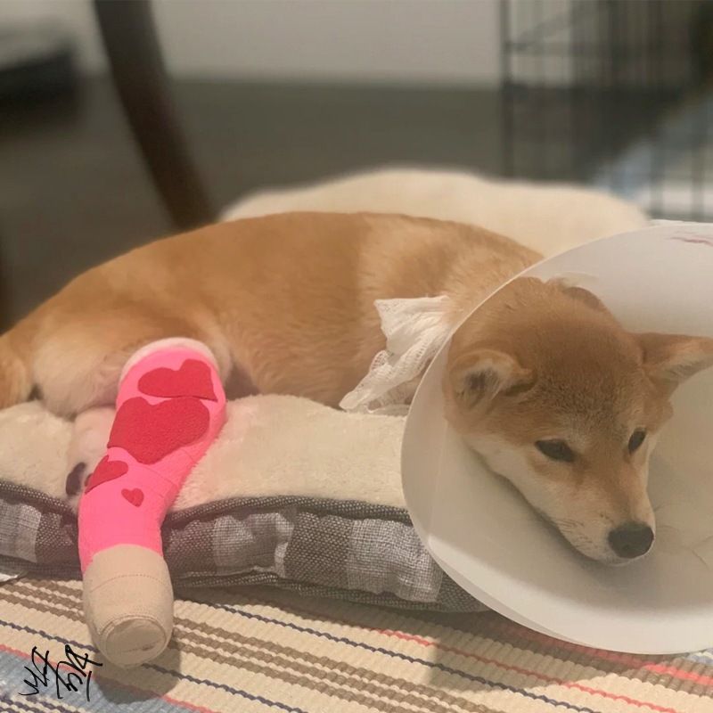 Dog Splint For Leg