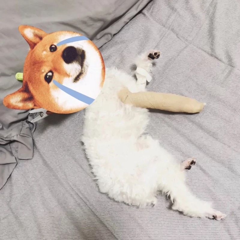 Dog Leg Splint
