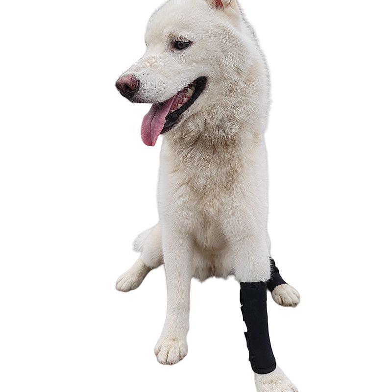 dog knee splint