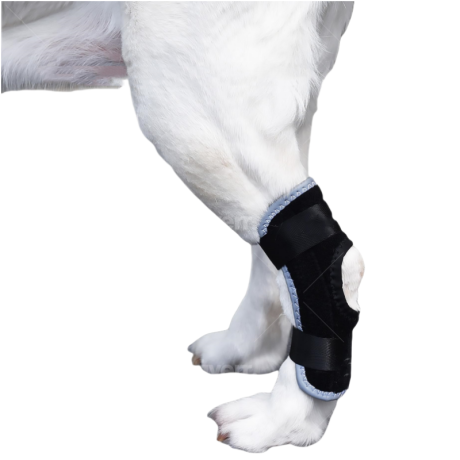 Dog Back Leg Splint