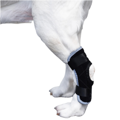 Dog Back Leg Splint