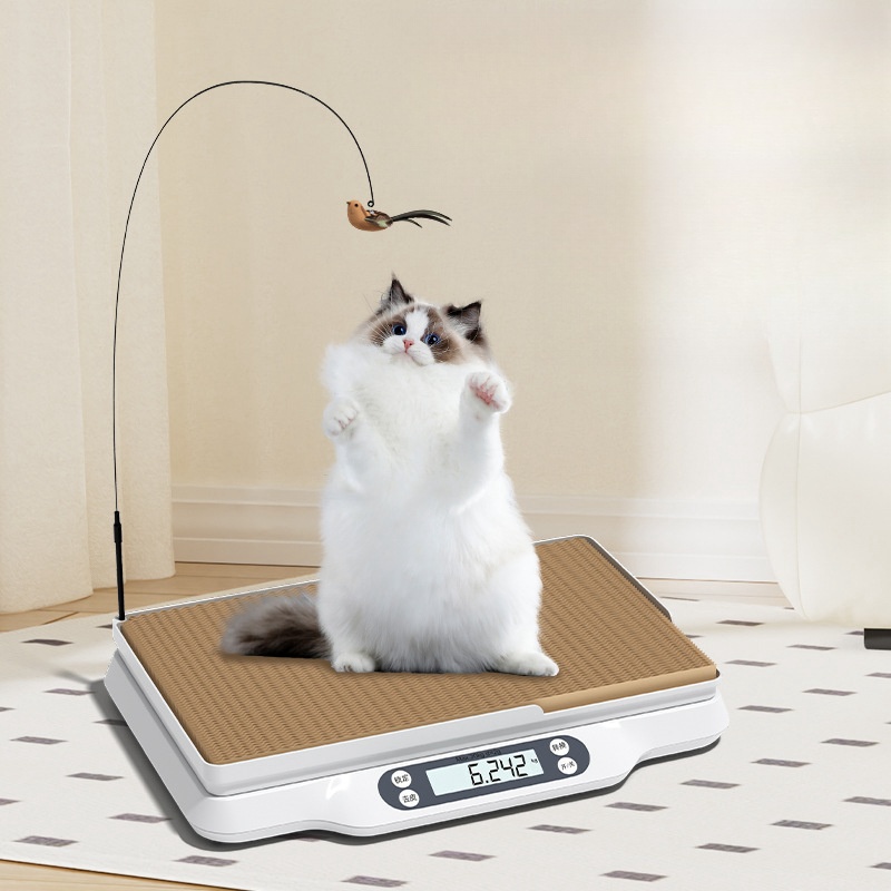 cat weight scale