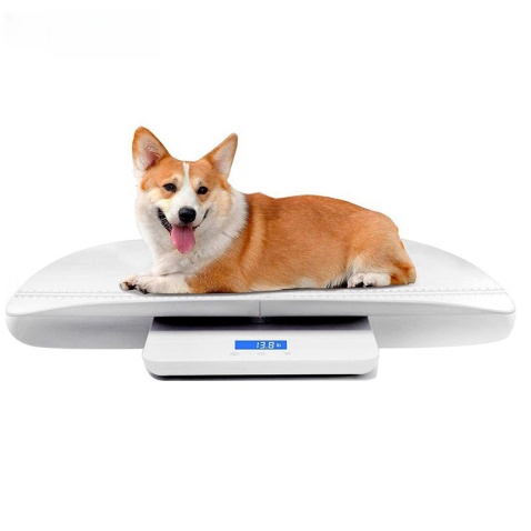 Veterinary Hospital Scale
