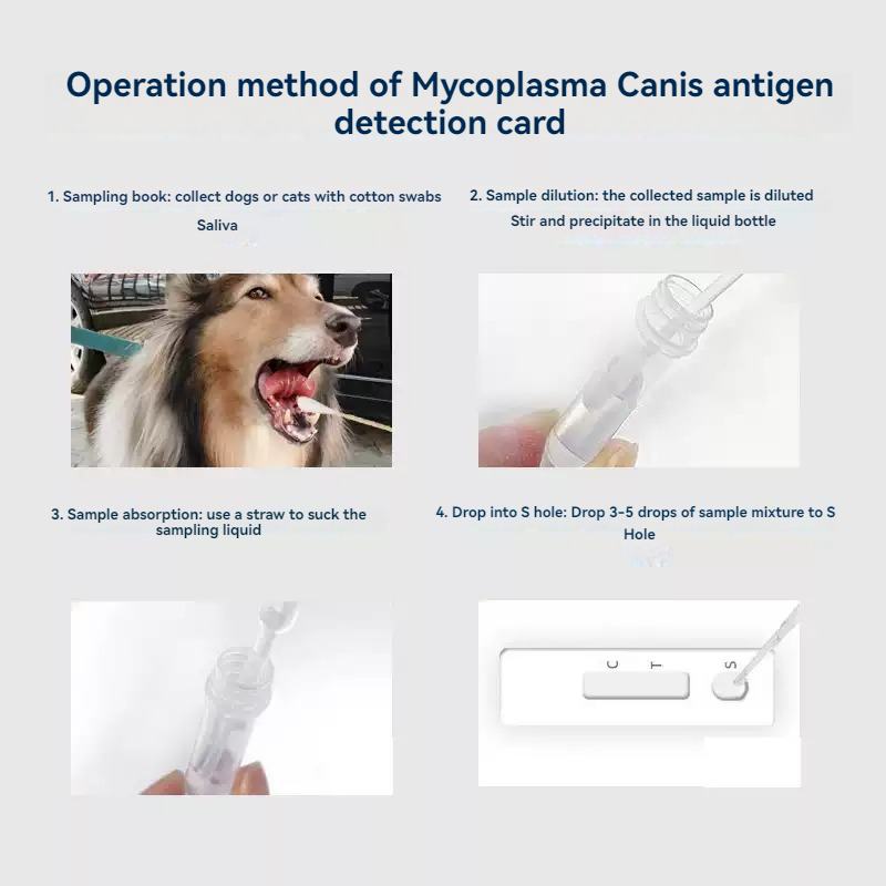 Dog and Cat Mycoplasma Antigen Rapid Test Card