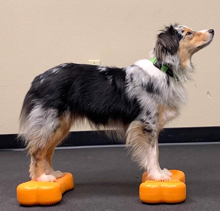 Dog Balance Disc Bone