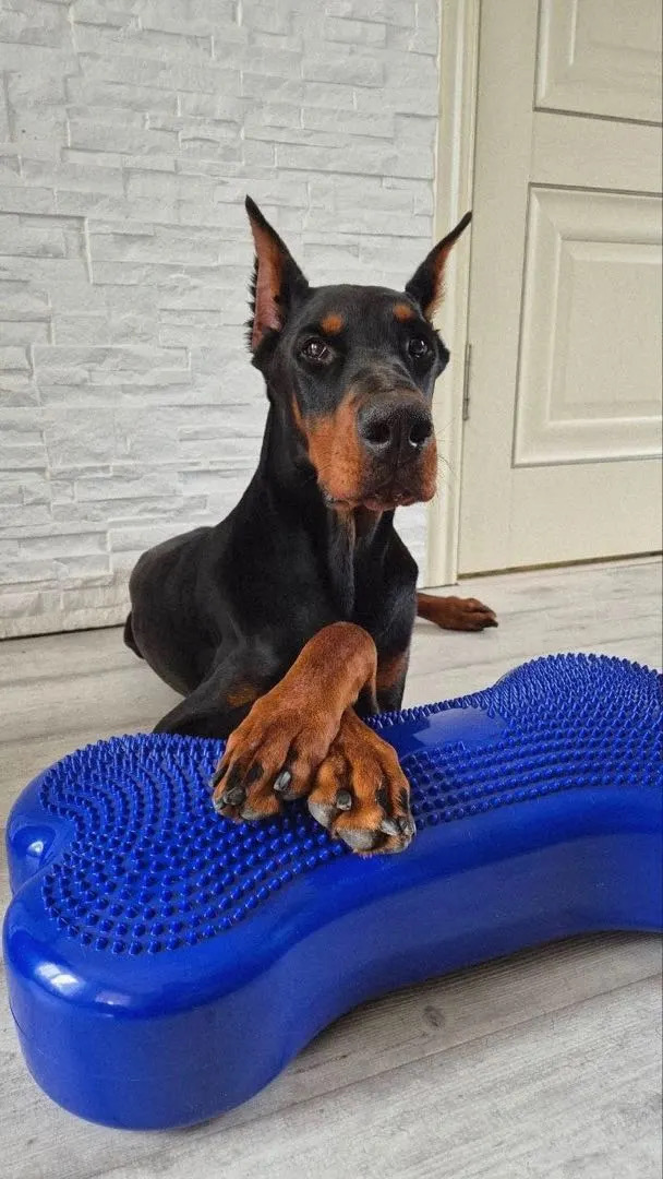 Dog Balance Disc Bone