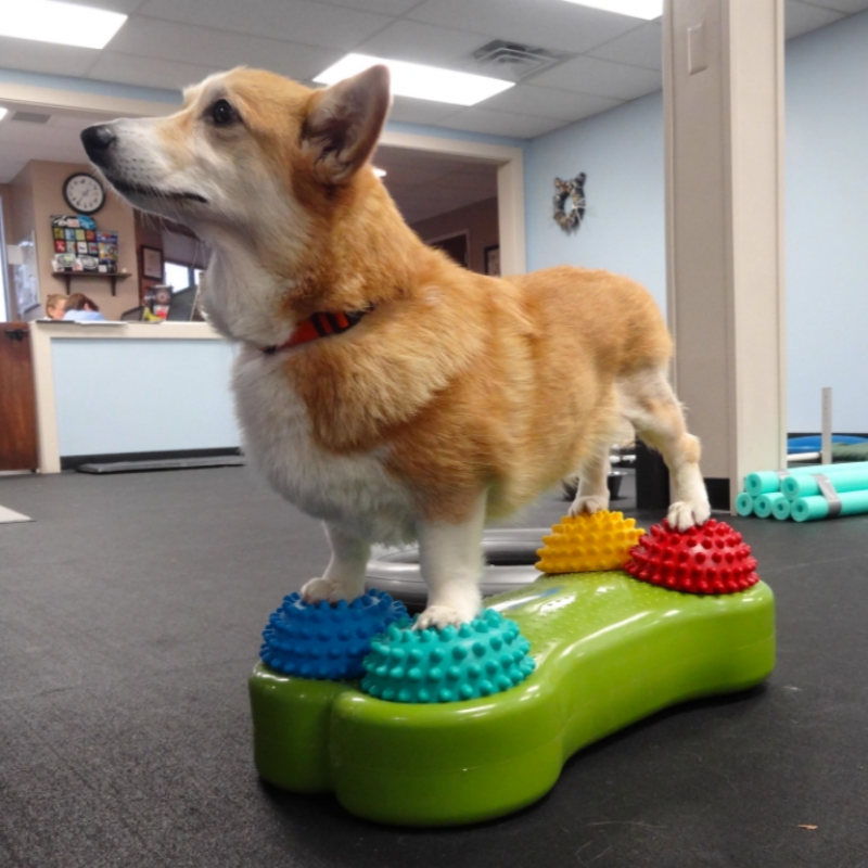 dog balance disc
