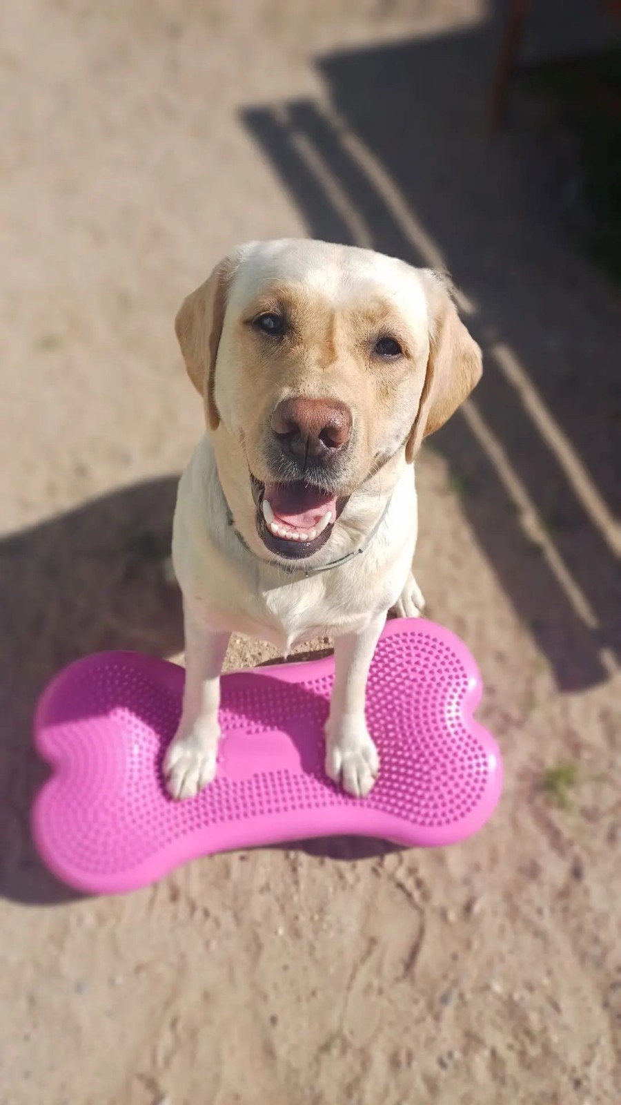 Dog Balance Training Platform Bone