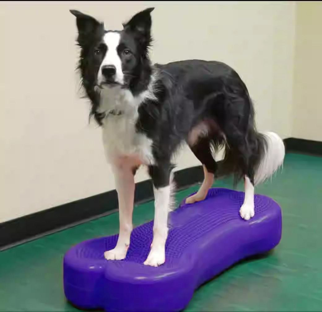 dog balance disc