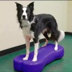 Dog Balance Training Platform Bone