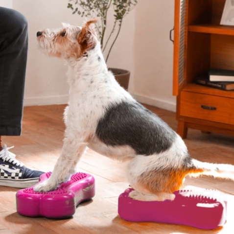 Dog Balance Training Platform Bone