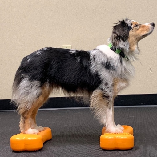 Dog Balance Disc Bones