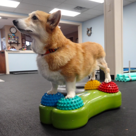 Dog Paw Pods Anti-Skid Bottom